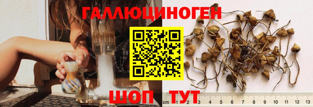 Галлюциногенные грибы GOLDEN TEACHER  Галлюциногенные грибы Magic Shrooms  Тверь  Вход с VPN 