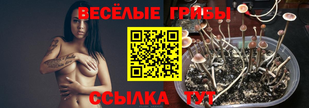 Галлюциногенные грибы Magic Shrooms Тверь